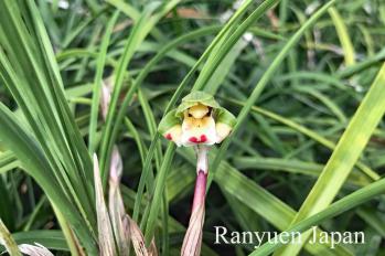 春蘭 蘭裕園 Ranyuen