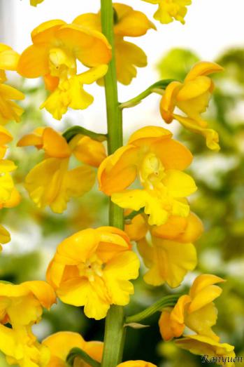 エビネ 蘭裕園 Ranyuen