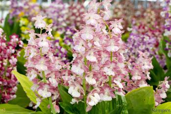 エビネ 蘭裕園 Ranyuen