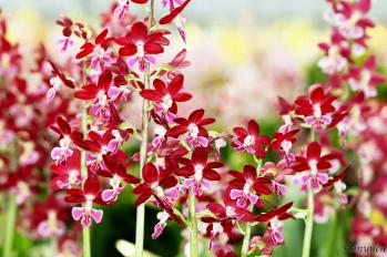 エビネ 蘭裕園 Ranyuen