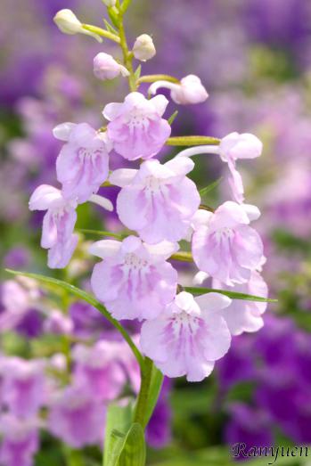 アワチドリ・夢ちどり 蘭裕園 Ranyuen