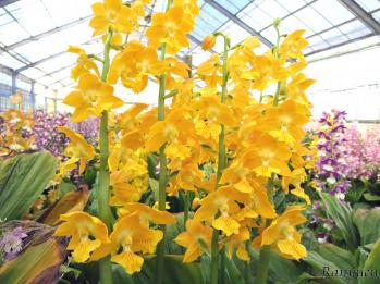 エビネ 蘭裕園 Ranyuen