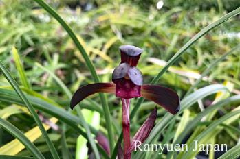 春蘭 蘭裕園 Ranyuen