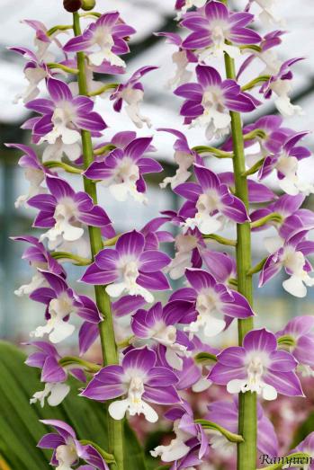 エビネ 蘭裕園 Ranyuen