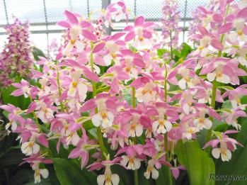 エビネ 蘭裕園 Ranyuen