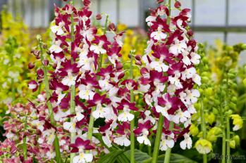 エビネ 蘭裕園 Ranyuen