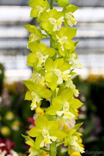 エビネ 蘭裕園 Ranyuen