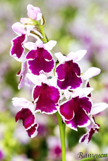 アワチドリ・夢ちどり 蘭裕園 Ranyuen