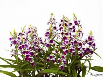 アワチドリ・夢ちどり 蘭裕園 Ranyuen