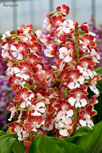 エビネ 蘭裕園 Ranyuen