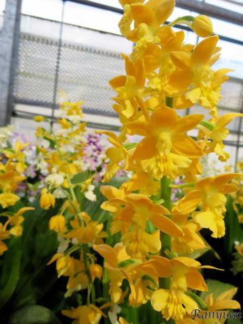 エビネ 蘭裕園 Ranyuen