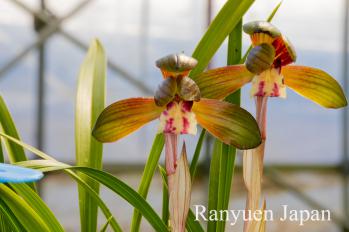 春蘭 蘭裕園 Ranyuen