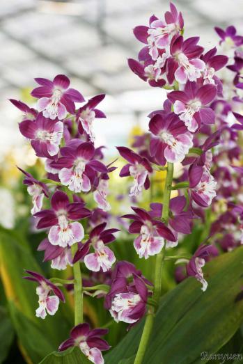 エビネ 蘭裕園 Ranyuen