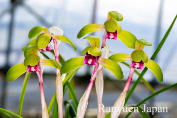 Cymbidium goeringii Ranyuen