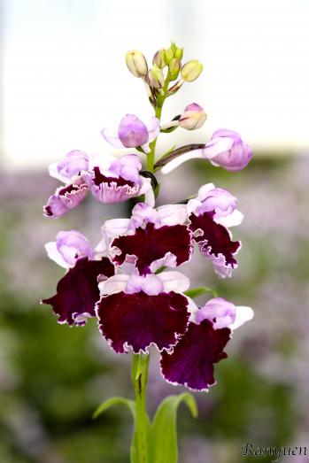 アワチドリ・夢ちどり 蘭裕園 Ranyuen