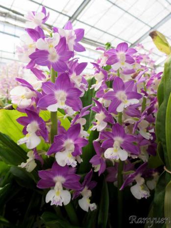 エビネ 蘭裕園 Ranyuen