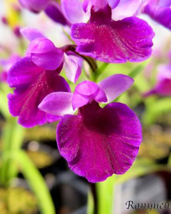 アワチドリ・夢ちどり 蘭裕園 Ranyuen