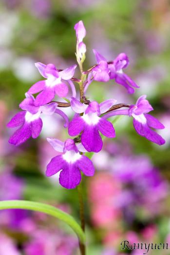 アワチドリ・夢ちどり 蘭裕園 Ranyuen