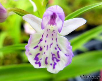 アワチドリ・夢ちどり 蘭裕園 Ranyuen