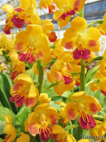 エビネ 蘭裕園 Ranyuen