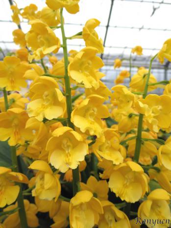 エビネ 蘭裕園 Ranyuen