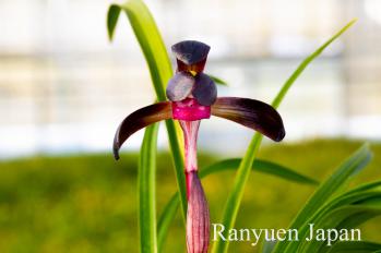 春蘭 蘭裕園 Ranyuen