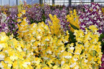 エビネ 蘭裕園 Ranyuen