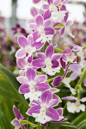 エビネ 蘭裕園 Ranyuen