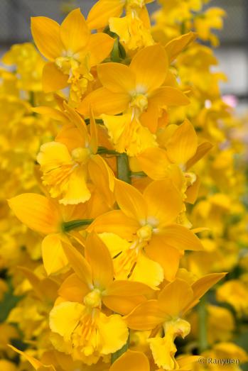 エビネ 蘭裕園 Ranyuen