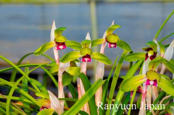 春蘭 蘭裕園 Ranyuen