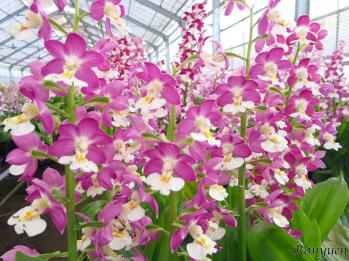 エビネ 蘭裕園 Ranyuen