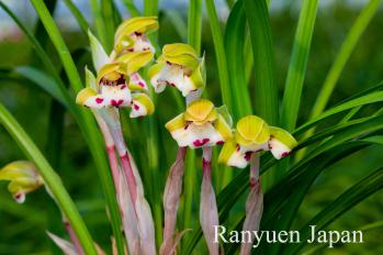 春蘭 蘭裕園 Ranyuen