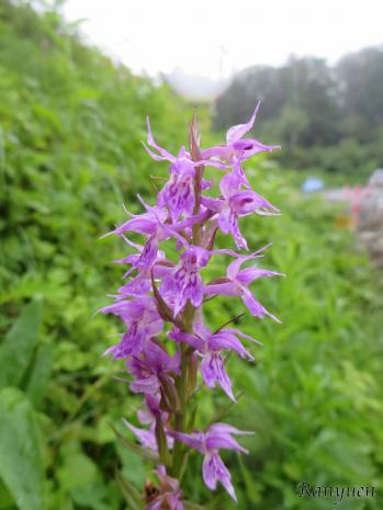 ハクサンチドリ 蘭裕園 Ranyuen