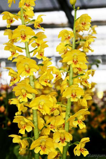 エビネ 蘭裕園 Ranyuen