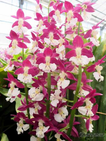 エビネ 蘭裕園 Ranyuen