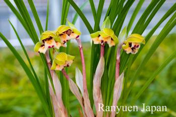 春蘭 蘭裕園 Ranyuen