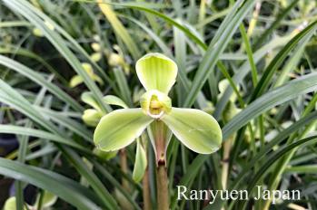 春蘭 蘭裕園 Ranyuen