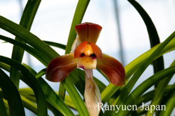 春蘭 蘭裕園 Ranyuen