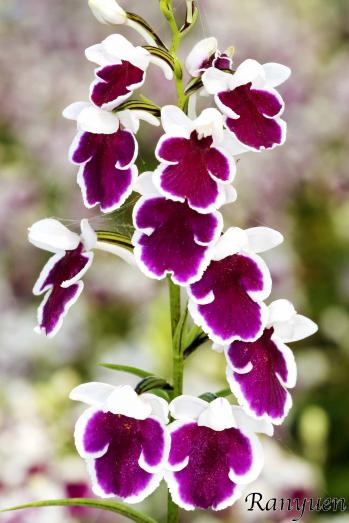 アワチドリ・夢ちどり 蘭裕園 Ranyuen