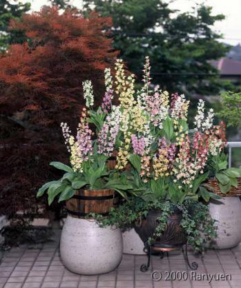 蘭裕園スタイル 蘭裕園 Ranyuen