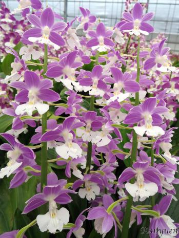 エビネ 蘭裕園 Ranyuen