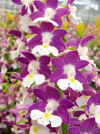 エビネ 蘭裕園 Ranyuen