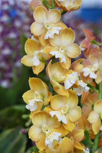 エビネ 蘭裕園 Ranyuen