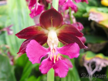 エビネ 蘭裕園 Ranyuen