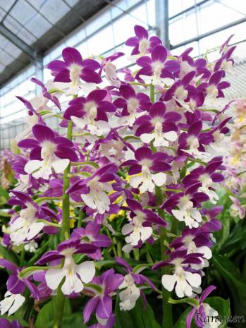 エビネ 蘭裕園 Ranyuen