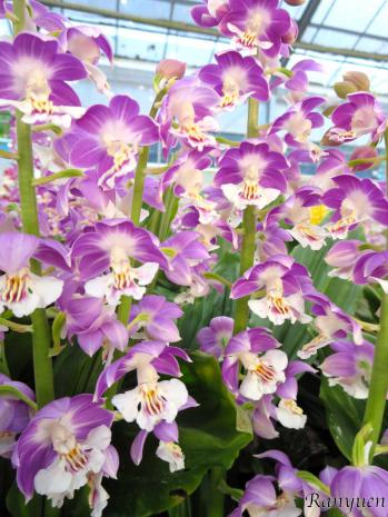 エビネ 蘭裕園 Ranyuen