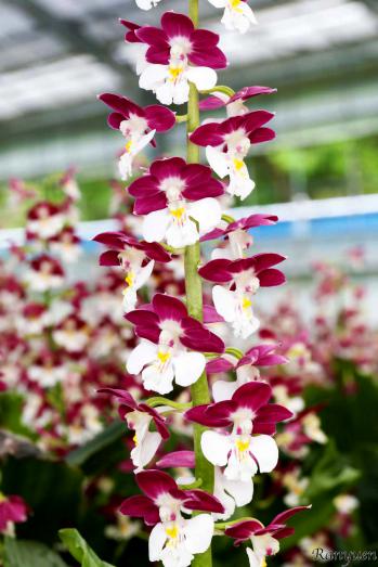 エビネ 蘭裕園 Ranyuen