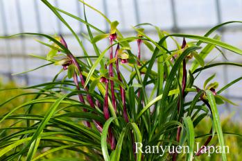 春蘭 蘭裕園 Ranyuen