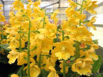 エビネ 蘭裕園 Ranyuen