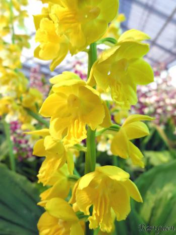 エビネ 蘭裕園 Ranyuen